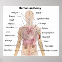 The Human Anatomy Posters