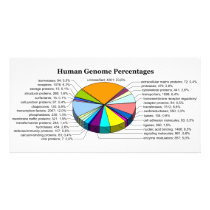 The Human Genome with Number and Percent of Each Custom Photo Card