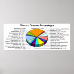 The Human Genome with Number and Percent of Each posters