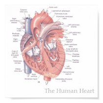 The Human Heart posters by shuddap The Human Heart posters