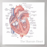 The Human Heart posters