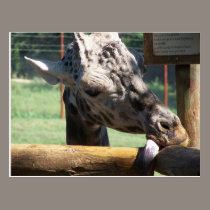 The hungry giraffe postcards