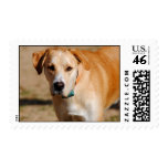 The Hunter I Yellow Lab Stamps
