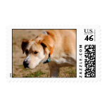The Hunter II Yellow Lab Stamps