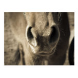 The Incredible Edible Mr. Ed Postcard