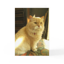 The Inn-keeper's Cat cards by Heartworks The Inn-keeper's Cat cards