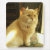 cat-mousepads, kitty-mousepads,