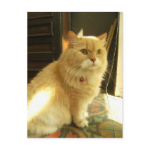 The Inn-keeper's Cat postcards by Heartworks The Inn-keeper's Cat postcards