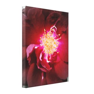 The Inner Fire - Red Rose Photography Stretched Canvas Print