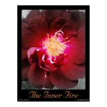 The Inner Fire - Red Rose Photography Poster posters by time2see The Inner Fire - Red Rose Photography Poster posters