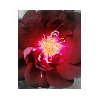 The Inner Fire - Red Rose Photography Print