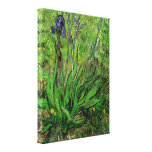 The Iris by Vincent van Gogh Stretched Canvas Prints