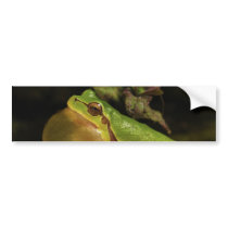 The Italian Tree Frog Hyla Intermedia Bumper Sticker
