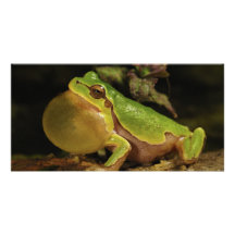 The Italian Tree Frog Hyla Intermedia Personalized Photo Card