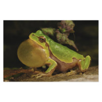 The Italian Tree Frog Hyla Intermedia Customized Stationery