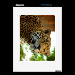 The Jaguar skins