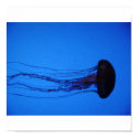 The Jellyfish posters