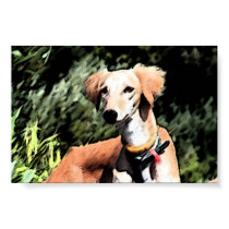 The Jinji Saluki posters
