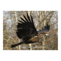 "THE JOURNEYMAN" Bald Eagle Photo Poster posters by RavenSpiritPrints "THE JOURNEYMAN" Bald Eagle Photo Poster posters