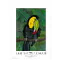The Keel-billed Toucan posters