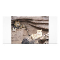 The King AND Queen of the Jungle Photo Cards