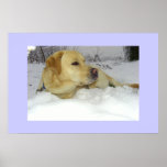 The King in the snow - Labrador winter scene posters