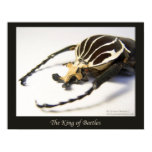 beetle, insect, bug, coleoptera, insecto,...