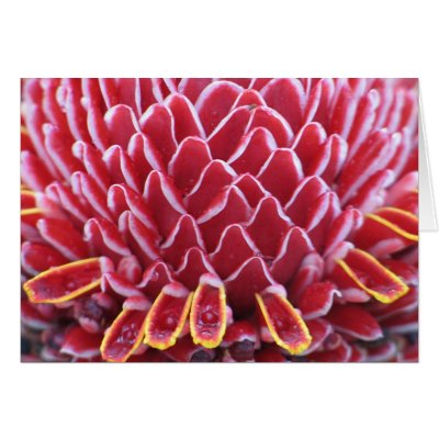 The Kings'  Torch Ginger Greeting Cards by lmitic