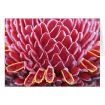 The Kings'  Torch Ginger cards