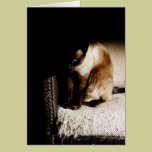The Kitten cards