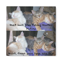 The Kittens -aka The Boys - funny pics magnets