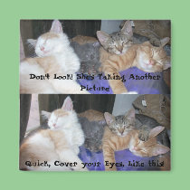 The Kittens -aka The Boys - funny pics magnets