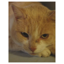 The kitty cat letterhead