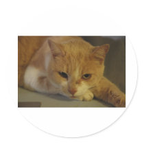 The kitty cat stickers