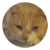 The kitty cat stickers
