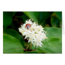 The LadyBug in white flowers Greeting Cards