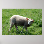The Lamb posters