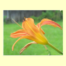The Last Tiger Lily postcards
