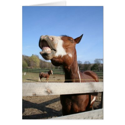 Horses Laughing