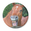 The Laughing Horse magnets by jdmphotography The Laughing Horse magnets
