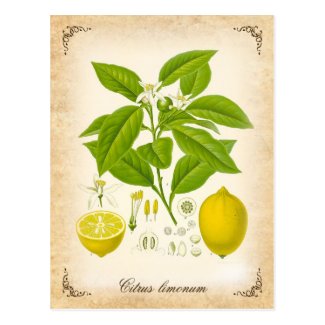 The lemon - vintage illustration postcards