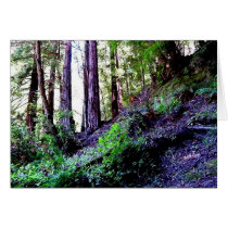 the lilac wood cards