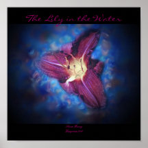 The Lily in the Water Print