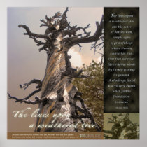 The Lines Upon A Weathered Tree Posters