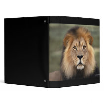 The Lion Binder