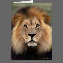 The Lion cards by ironydesign The Lion cards
