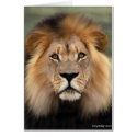 The Lion cards