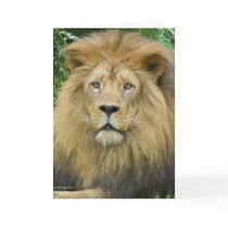 The Lion cards