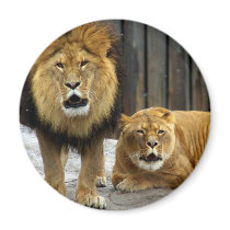 The Lion Duet Roaring at the Snow Flakes! magnets