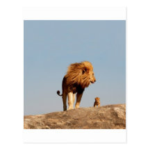 The Lion King ( Adult Lion and Cub) Postcards
